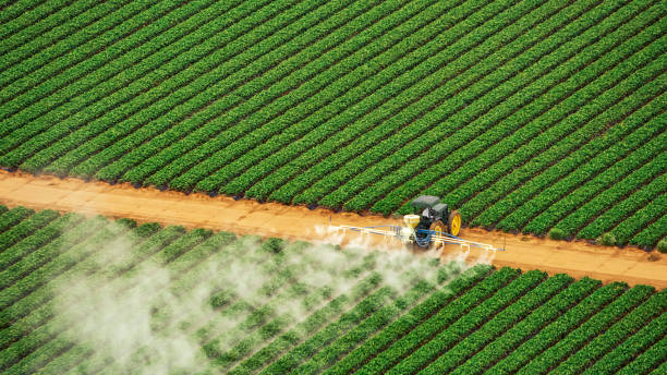 Insect Control in Tuscumbia, AL