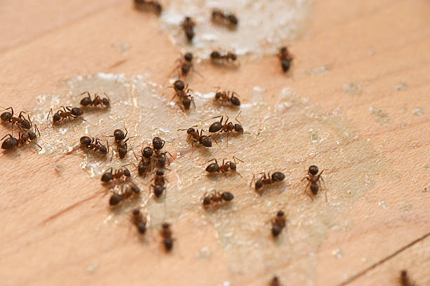 Best Pest Prevention Services  in Tuscumbia, AL