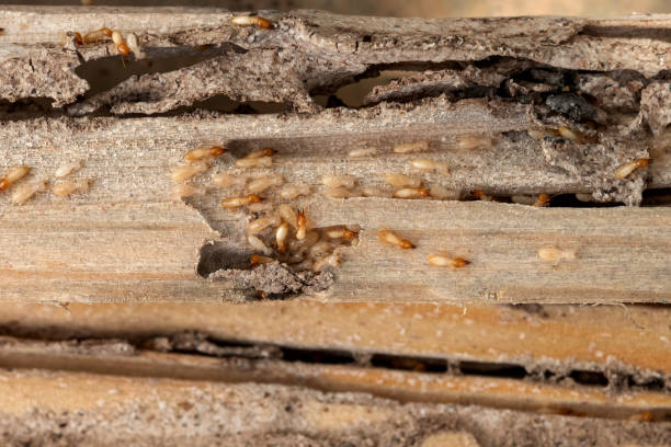 Best Emergency Pest Control  in Tuscumbia, AL